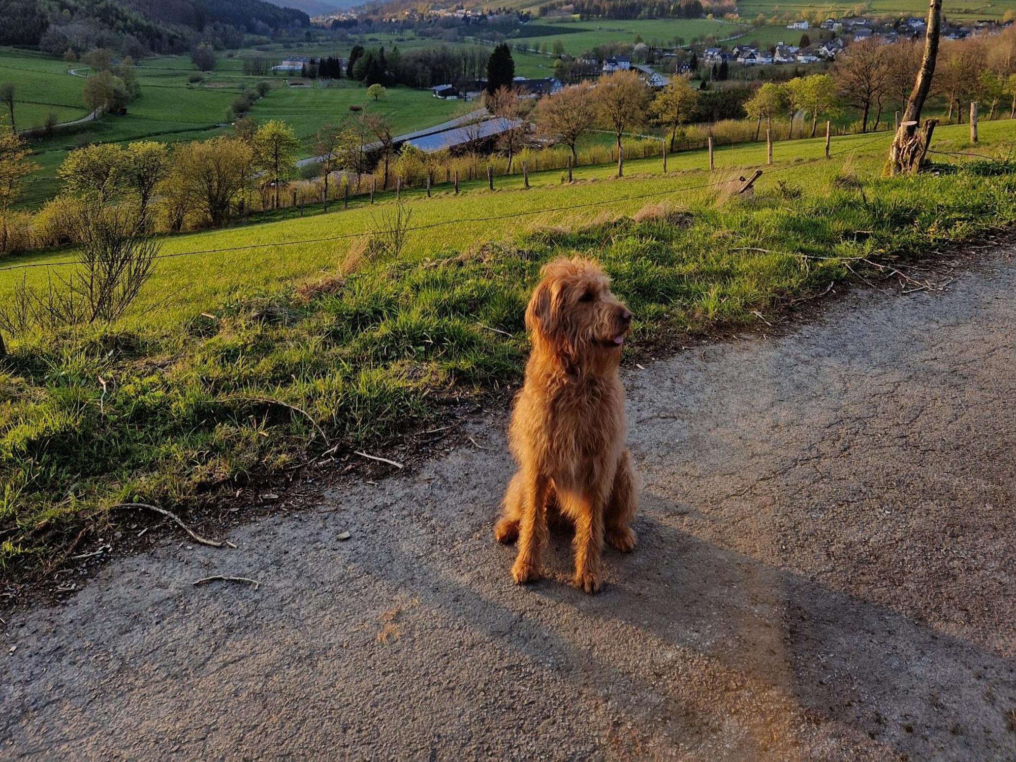 Ferienwohnung Fuchsbau Mit Kamin & Terrasse & Hunde 温特贝格 外观 照片